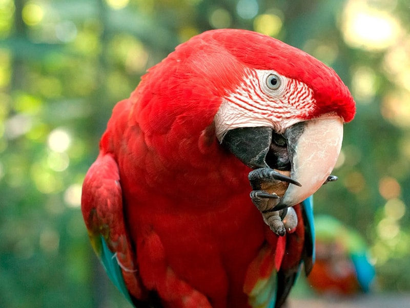 Parque das Aves